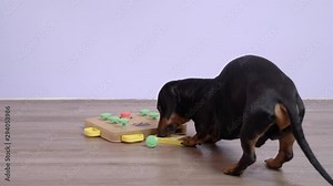 smart dachshund dog, black and tan, playing a dog puzzle on the floor. Solves the riddle and takes out snack. intellectual and nosework training