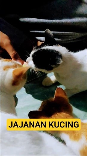 KUCING MAKAN LAHAP #kucinglucu #kucingjawa #kucingmakan #almubarokchannel #fypシ゚viral