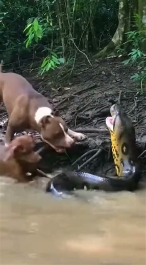 Anaconda vs Muscle 💪🐍