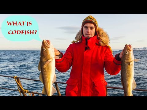 WHAT IS CODFISH? SIMPLE EXPLANATION