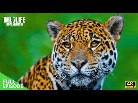 Wild Colombia – Nature’s Perfect Balance Full Documentary