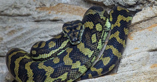 Największy i najdłuższy wąż świata. Pyton czy anakonda?