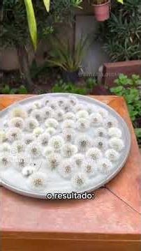 Dente de leão: curiosidade e arte em resina com essa planta!