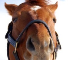 马娘与本马的一丢丢图片