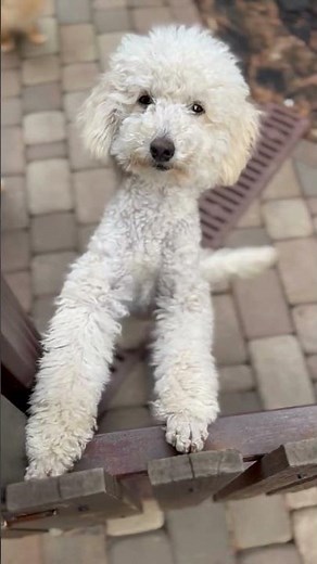 Poodles are among the most intelligent dog breeds in the world.