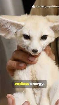 You Won't Believe These 10 Bizarre Pets!