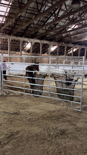 17 reactions | This was Ivys first time with a lead rope. She had a...