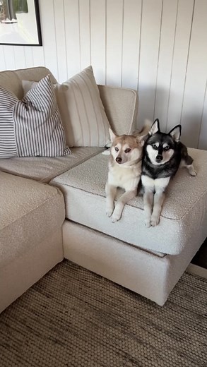 So they can take as long as they want on their nighttime potty breaks, but dad you gotta hurry up 🤣 #dogsoffacebook #cutedogs #kleekai #alaskankleekai #dogslife | Life With Klee Kai