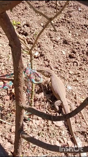 Denger snake Moniter lizard.#moniterlizard #dengerous