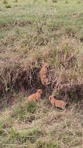 13K views · 494 reactions | 女✨ Tiny paws, big courage. These lion...