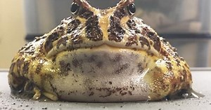 Pacman Frog Care: Food, Habitat, Temperature, and More
