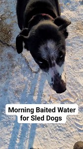 20K views · 463 reactions | Sled dogs need to be hydrated for the working day. They will not drink plain water before it freezes so we add meat to get them to drink it all. Some people call it "meatorade." This is common across all disciplines of mushing. We water 2-2.5 hours prior to running to make sure it passes through their system. #workingdog #mushing #dogsledding #sleddog #alaskanhusky #alaskanhuskies #dogs #mushing | Endurance Kennels LLC | Facebook