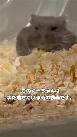 ハムスターのビフォーアフター #ハムスター #ハムスターかわいい #ハムスターのいる生活 #hamster #癒し動画 #ジャンガリアンハムスター