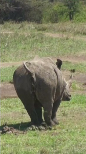Rhino's pooping. #shorts