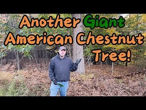 American Chestnut; another giant in our woods