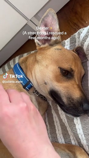 Meet Dexter: Lana's New Rescued Brother!