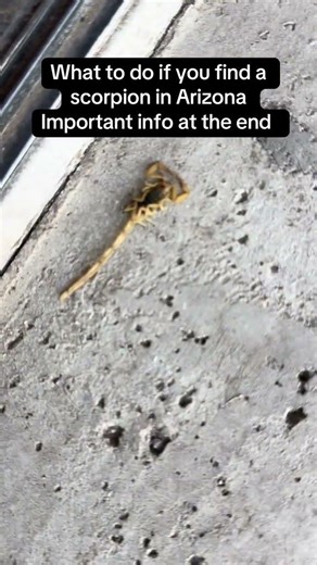 You heard him arizona phoenix funny information scorpion... #Shorts #mikey_genchi