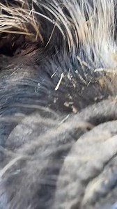 10K views · 185 reactions | The word Kunekune, pronounced cooney-cooney, means ‘fat and round’… and very graceful (I made that last part up 藍) Jessica had a little stumble there going downhill  | Malvitz Family Farm | Facebook