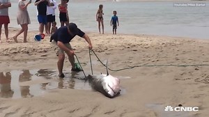 72K views · 997 reactions | After a 7-foot great white shark became stranded on a Massachusetts beach, a crowd of beach-goers ran to assist the animal in distress. | CNBC | Facebook