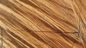 Details of tree log cross section with annual rings and cracks 4K 2160p 30fps UltraHD footage - Shallow DOF firewood texture made with splitting maul panning 3840X2160 UHD video