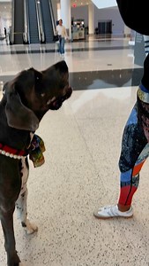 What a great invention! Clean elbows every time you pick up your Dane’s poop! #Greatdane #danesofinstagram #dogs #dogsofinstagram #pets #petsofinstagram #gr8danearchie #dogmom #danemom #greatdaneproblem #greatdanelife #dogdaily #dogvideos #funnydogvideos #dogreels #giantdoglife #giantdogproblems #miamibeach #miami #beachlife #deutschedogge | Archie the Great Dane