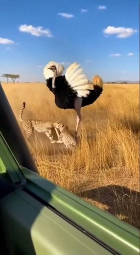 Cheetah vs Ostrich: The Ultimate African Safari Battle!