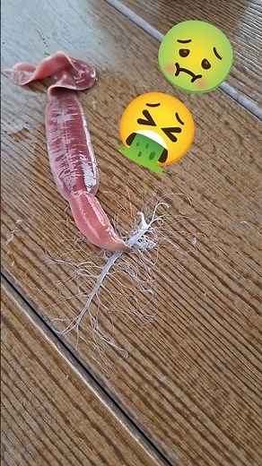 Horrifying Tapeworm Removal: Uncovering a Parasite's Branching Anatomy