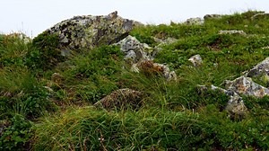 Bird, Grouse, Rock Ptarmigan