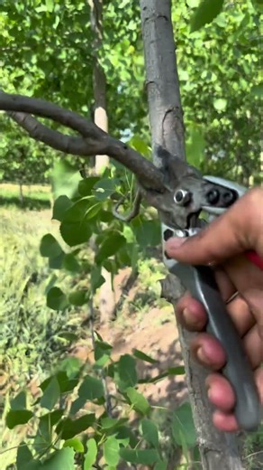 Smart Tree Pruning Techniques for Faster and Healthier Growth#pruning #stysifiying