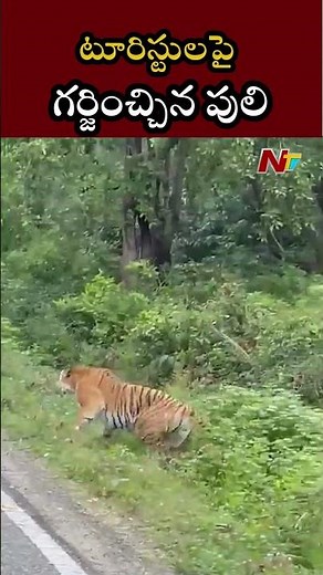 టూరిస్టులపై గర్జించ్చిన పులి | Ntv