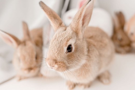 Rabbit Foster Care