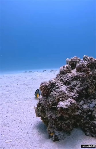 FactFuelz 🧠 – Daily Knowledge Boost 🚀 on Instagram: "📱 The first email was sent in 1971. 💻 Look at us now! 👉 Comment “📧” if you use email daily. 👤 Owner: @imvirk05 #HiddenHistory #Motiv#AncientSecrets #GrowthFacts #LearnSomethingNew #Motiv#AncientSecrets #AncientSecrets #BrainFuel #KnouKnow #KnowledgeIsPower #HiddenHistory #CultuyeFacts #SmartReonDaily #WisdomDaily #FactReels #WisdomDaily"