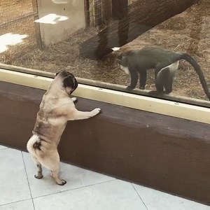 150K views · 859 shares | Pug at Zoo | BuzzSharer Pugs | Facebook