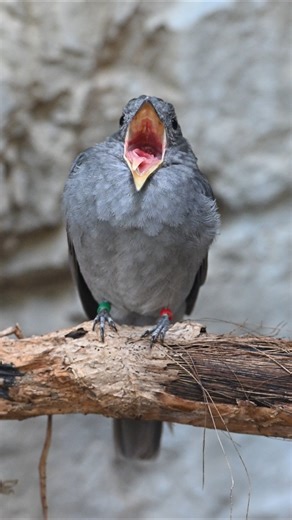 Raise your hand if you've heard the screaming piha in our Upland Tropical Rain Forest exhibit.🖐️ Screaming pihas have one of the loudest bird calls in the animal kingdom, comparable to the sound level of a rock concert or power saw! | National Aquarium