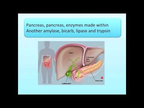 Digestive System Song