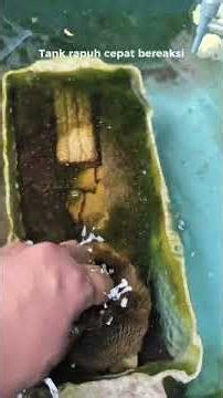 Tank Kuat Punya Buffer, Tank Rapuh Langsung Bereaksi