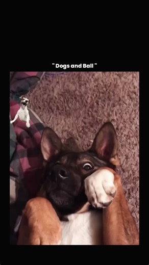 Explaining on Instagram: "This video perfectly illustrates how play, physical activity, and animal behavior intersect in real life. The child appears to be throwing a ball across an open lawn, triggering a natural prey-drive response in the dogs, especially the one mid-air, which is reacting instinctively to fast movement. Dogs are biologically wired to chase moving objects because their ancestors relied on this reflex for hunting, and games like fetch tap directly into that instinct while also 