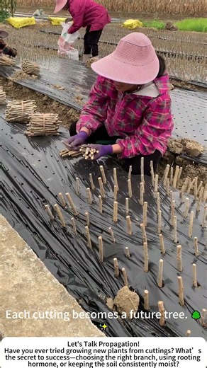 Planting Mulberry Cuttings – A Simple Way to Multiply Trees! 🌱✂️