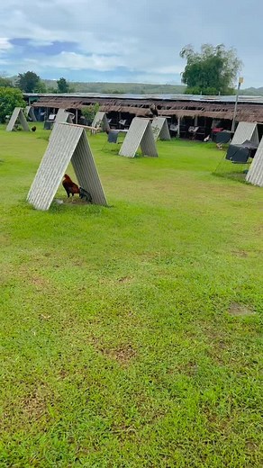 Maelstrom RHW GameFarm (@maelstromrhwgf)’s videos with original sound - Maelstrom Rhw Gamefarm - Maelstrom RHW GameFarm