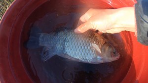 Pescuit LA DUNARE La CARAS Mare, Izvoru Frumos, Mehedinti. | Plecat La Pescuit