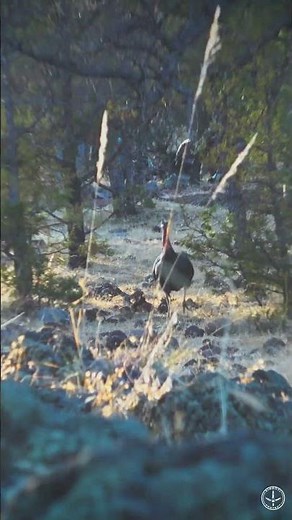 FIGHTING GOULDS GOBBLERS | PERFECT OVER THE SHOULDER HUNT | FULL HUNTS LIVE NOW!