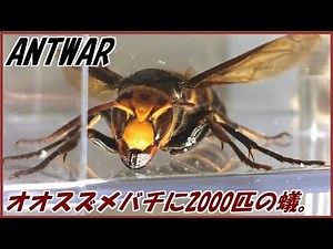 蟻戦争Ⅲ＃39 捕獲したスズメバチに群がる2000匹のアリ。編～Asian giant hornet vs 2000 ants～