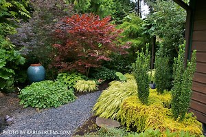 Ilex crenata 'Sky Pencil' Narrow Japanese Holly