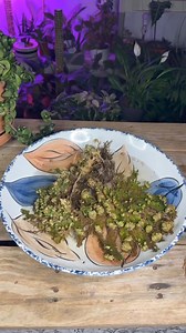 3.4K views · 68 reactions | The Rose of Jericho is a plant that is incredibly hard to kill! It can be kept in a dark cupboard for years and still revive in water. | Foraging Fosters | Facebook