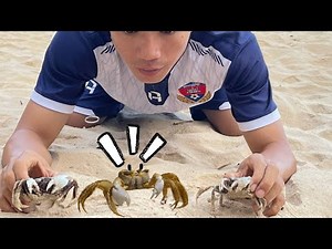 how to catch sand crabs by hand
