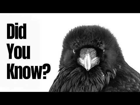 Things you need to know about RAVENS!