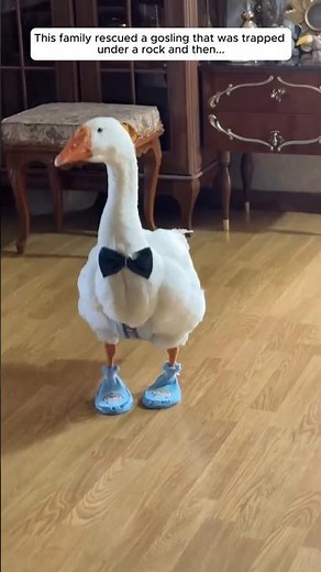 Rescuing a Lost Baby Duck 🐥💦 | Stuck in the River Alone