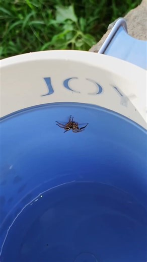# 🌎earth discoveries[ grey black jumping spider 🕷 floating in water ]