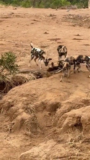 A fight for survival | wild dog vs hyena #wilddogs #hyena #animal #short