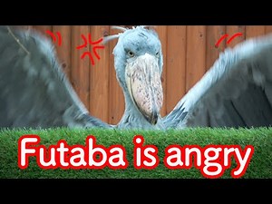【Futaba, the Shoebill Stork】Memories of Futaba part 4 "Futaba is angry about something"